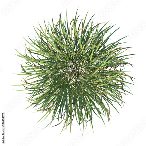 Top view of Plant (Grass 2) Tree png 