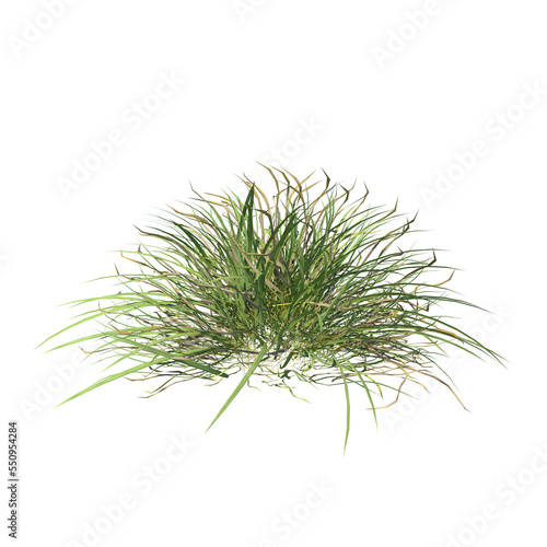 Front view of Plant (Grass 2) Tree png