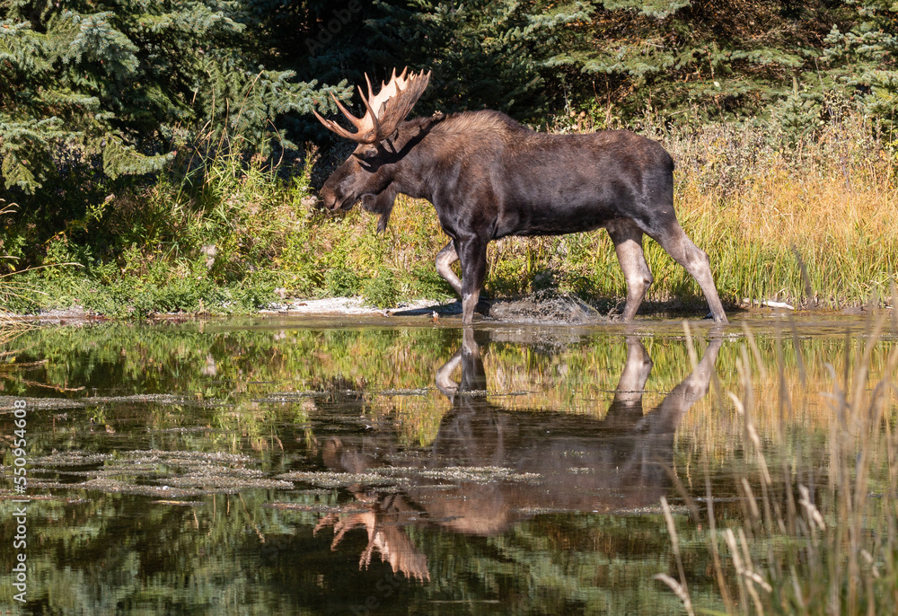 Bull Moose Reflected in a Pond in Wyoming in Autumn