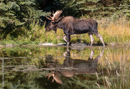 Bull Moose Reflected in a Pond in Wyoming in Autumn © equigini