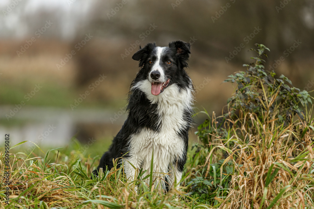 Autumnal portrait of a black and white border collie dog in the morning outdoors