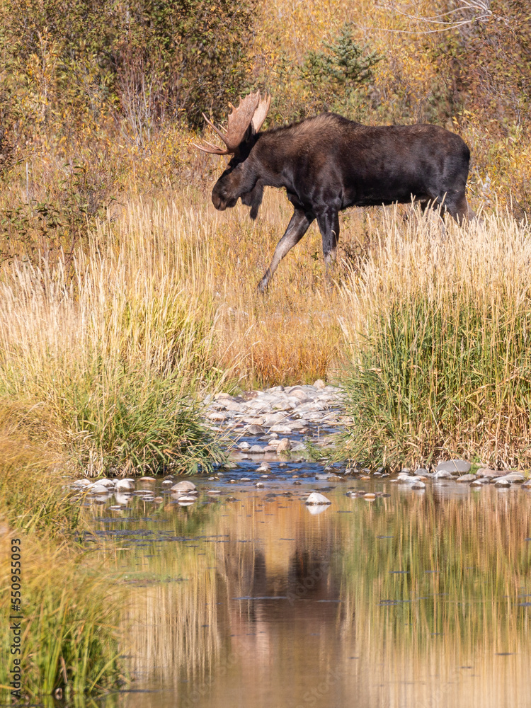 Bull Moose Reflected in a Pond in Wyoming in Autumn Bull Moose Reflected in a Pond in Wyoming in Autumn