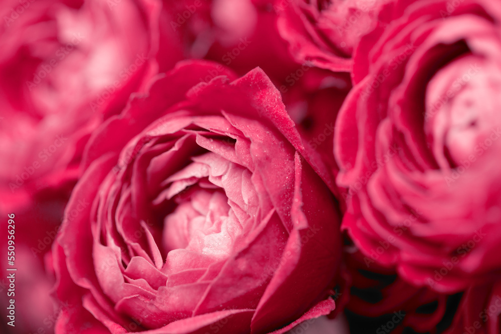 Close-up view of roses. Floral abstract background in trendy viva magenta color. - obrazy, fototapety, plakaty 