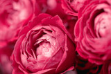 Close-up view of roses. Floral abstract background in trendy viva magenta color.