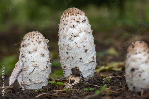 Shaggy ink cap (coprinus comatus) mushrooms