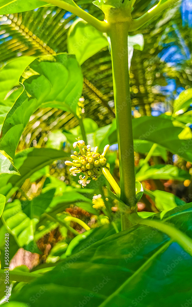 Noni fruit Morinda citrifolia with flowers popular with ants Mexico. Noni fruit Morinda citrifolia with flowers popular with ants Mexico.