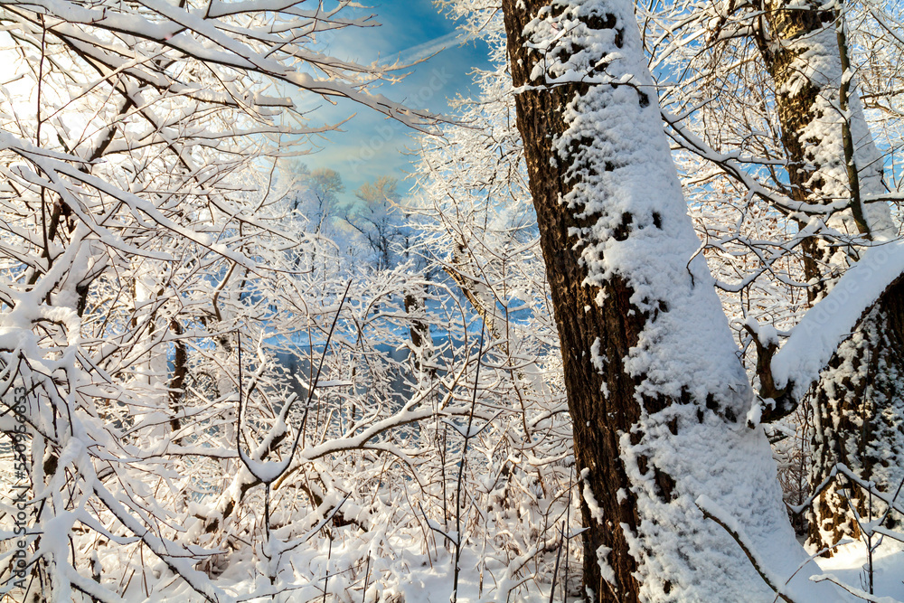 The snowy trees in the grove after snowfall in the forest. The forest at the shadow of sun and blue sky at background. The snowy trees in the grove after snowfall in the forest. The forest at the shadow of sun and blue sky at background.