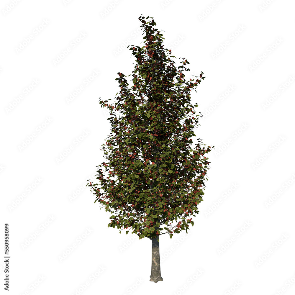 Fototapeta premium Front view of Plant ( Cleveland Select Pear - 1 ) Tree png