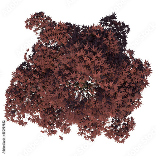 Top view of Plant (Mature Japanese Maple 1) Tree png