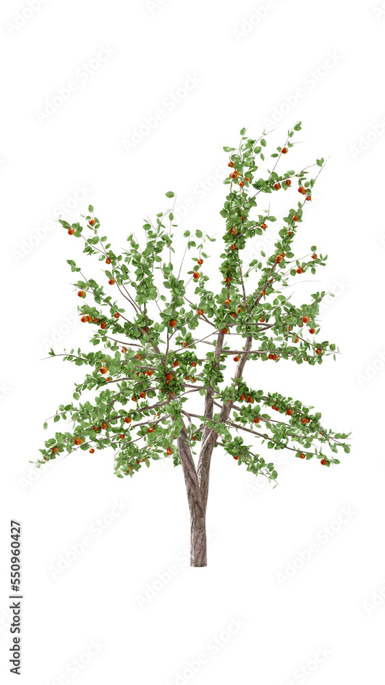 Fototapeta premium APPLE TREE, WITH APPE ON ISOLATED WHITE BACKGROUND, 3D RENDERING