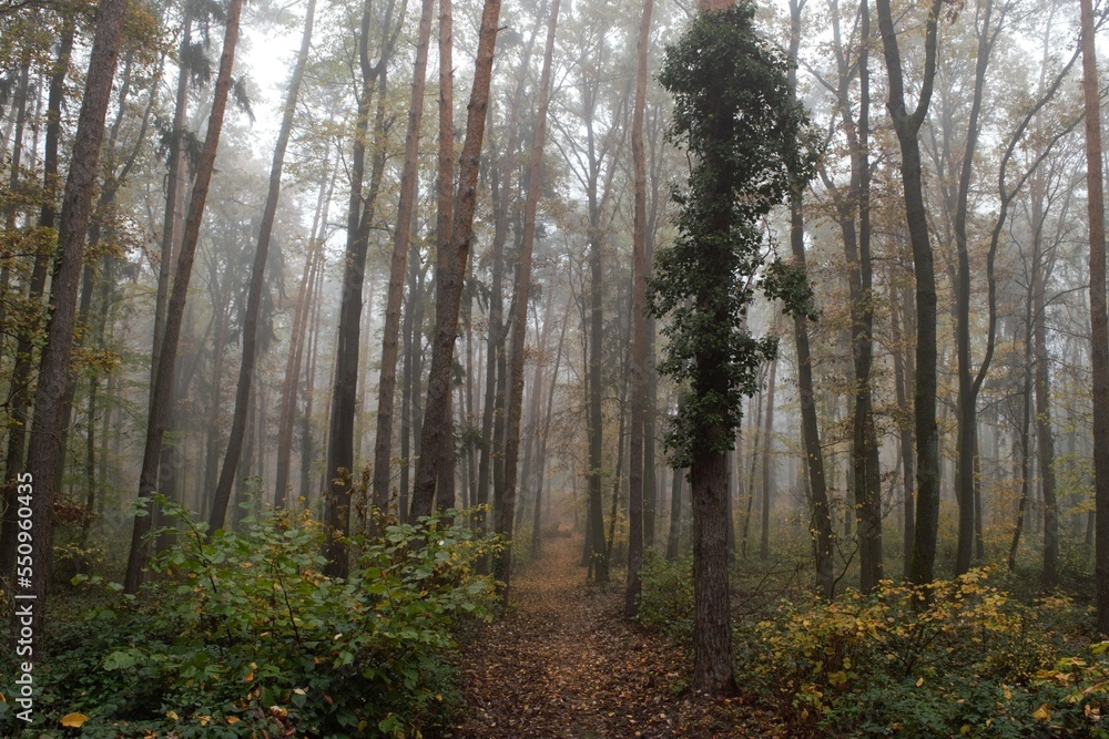 morning in the forest