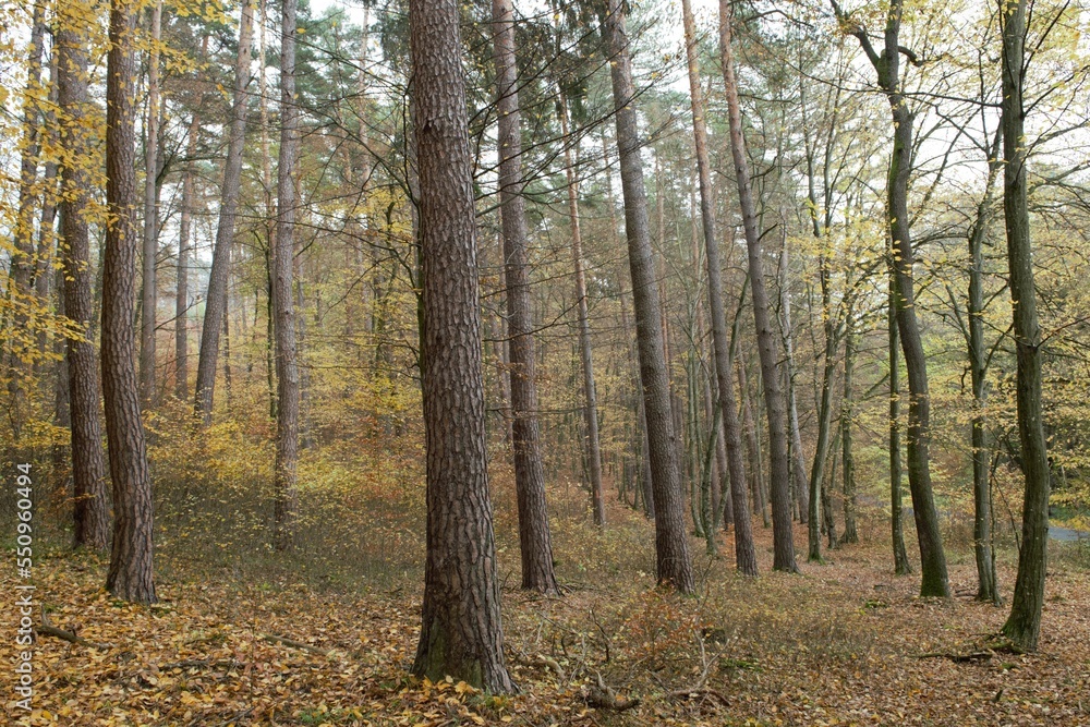 trees in the forest