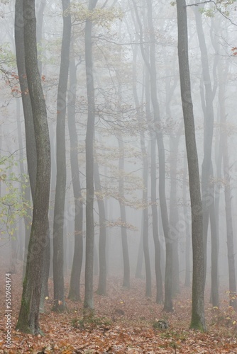 autumn in the forest