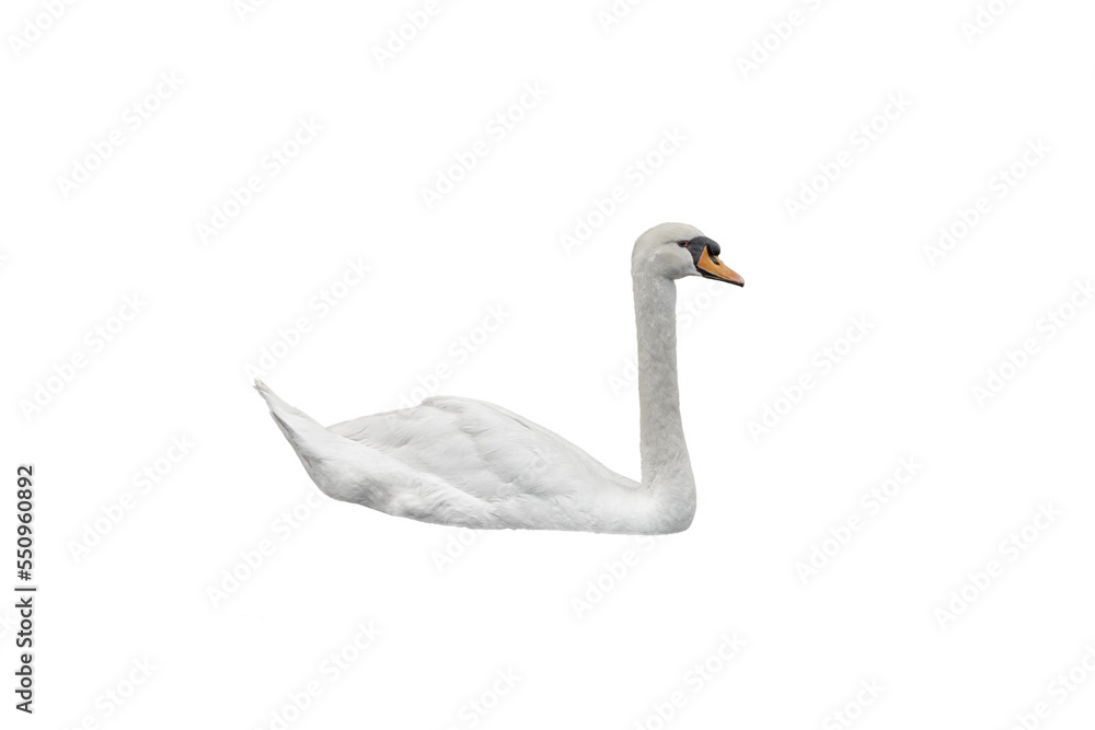 Fototapeta premium white swan on white background
