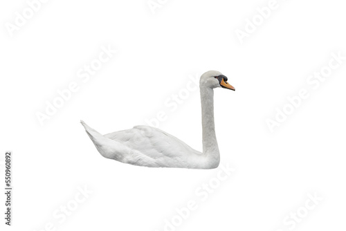 white swan on white background