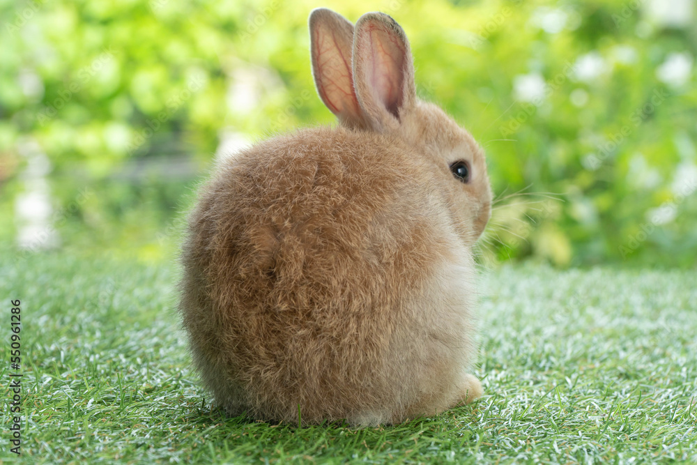 Adorable fluffy baby bunny rabbit sitting alone on green grass over natural background. Back side of furry cute brown bunny wild-animal playful single at outdoor. Easter animal concept. Adorable fluffy baby bunny rabbit sitting alone on green grass over natural background. Back side of furry cute brown bunny wild-animal playful single at outdoor. Easter animal concept.