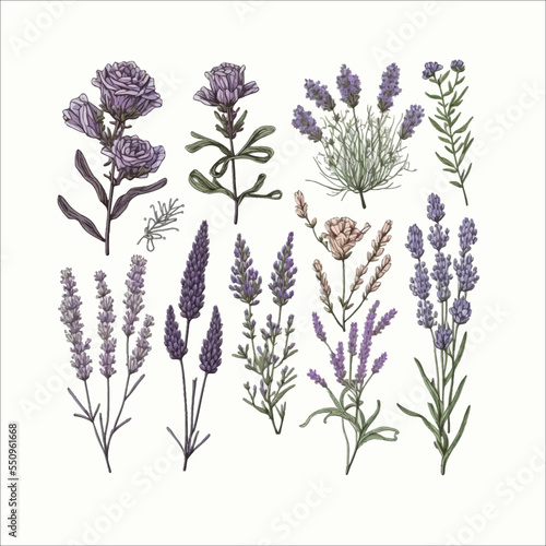 Lavender flowers, botanical lavender floral design. Hand-drawn illustration isolated on white background