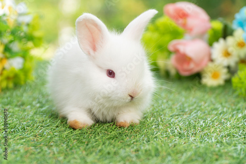 Curiosity lovely baby rabbit bunny sitting on green grass over flowers background. Adorable white rabbit furry bunny sitting playful on green grass with flowers on spring time background.Easter animal
