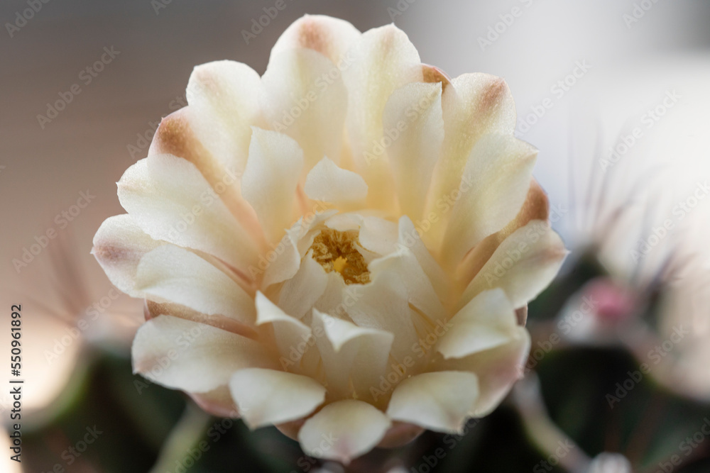 Blossom gymnocalycium flower succulent on spring natural background. Beautiful small cactus flower blooming in house plant nature green background. White floral bloom gymnocalycium cactus succulent