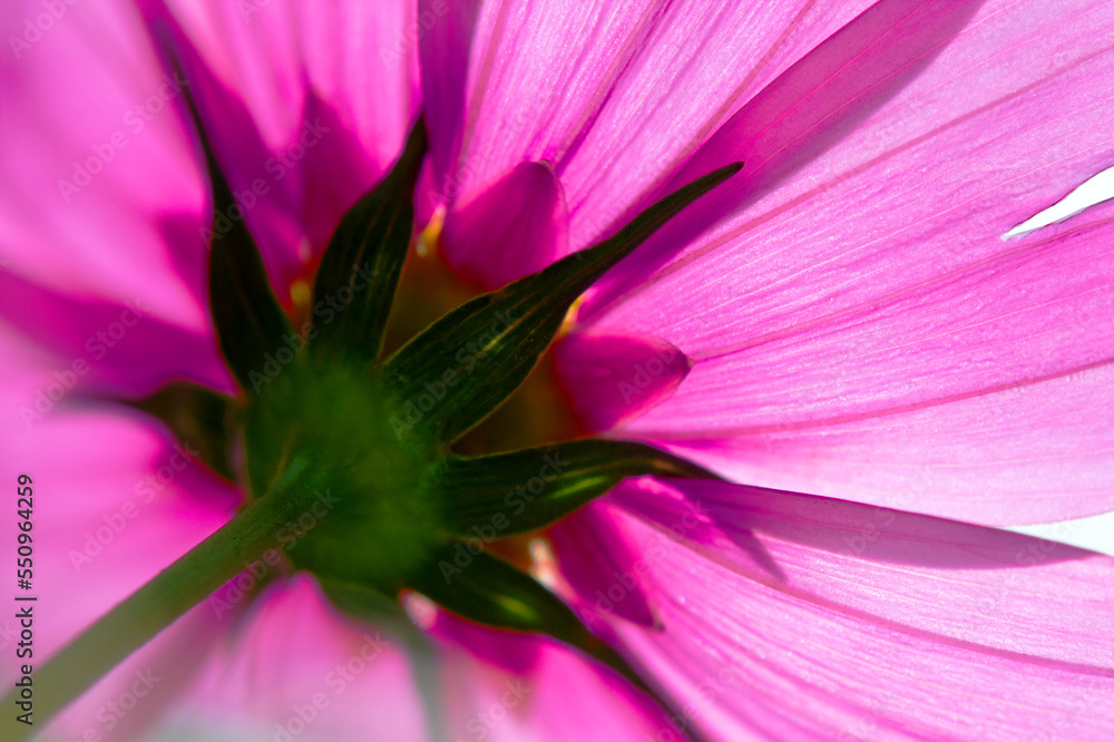 nahaufnahme der unterseite einer blüte der cosmee im gegenlicht nahaufnahme der unterseite einer blüte der cosmee im gegenlicht