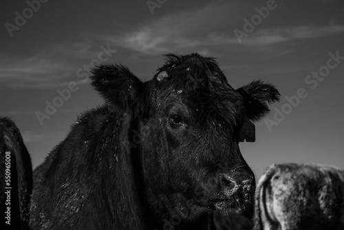 Black cattle
