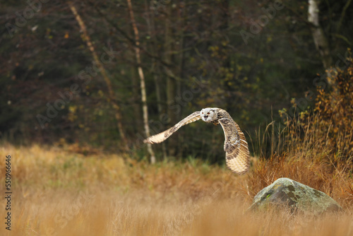 Autumn scene with owl. Big Eastern Siberian Eagle Owl, Bubo bubo sibiricus, fly through autumn grass, Russia.