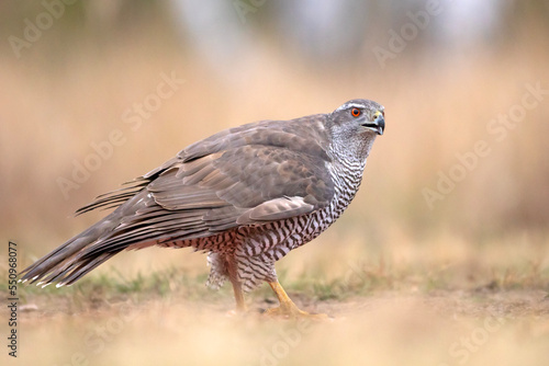 Jastrząb (Accipiter gentilis)