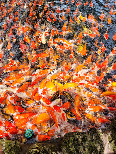 A large group of koi are eating food brought by tourists.thailand