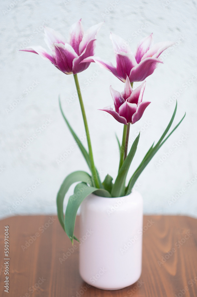 Delicate pink tulips in a vase, spring still life, minimalist, floral background Delicate pink tulips in a vase, spring still life, minimalist, floral background