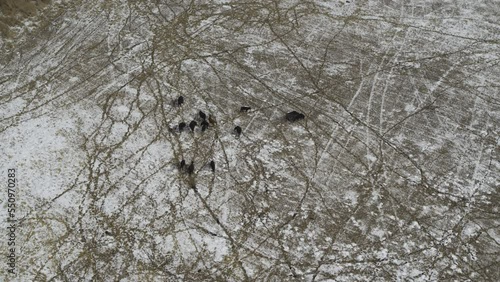 Aerial view of cattle in field in snow / Lehi, Utah, United States photo