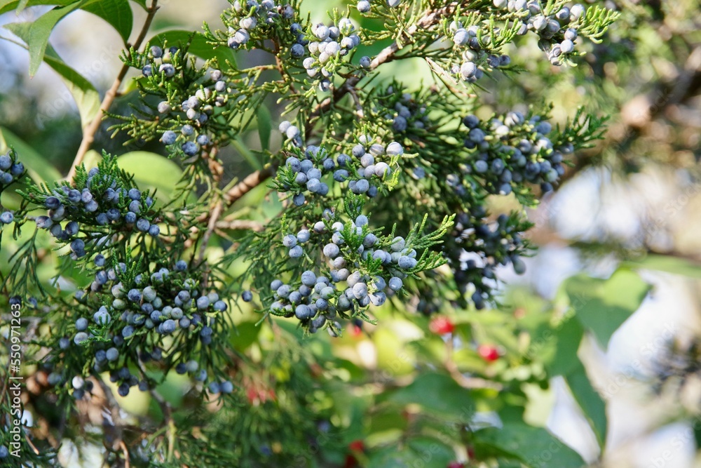 Juniper Berries and Christmas Greens Mixed with Red Berry Background Juniper Berries and Christmas Greens Mixed with Red Berry Background