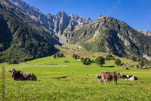 Alpine cows in Engadine valley, Swiss Alps, Switzerland