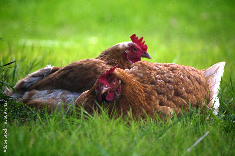 Fototapeta premium gallinas descansando