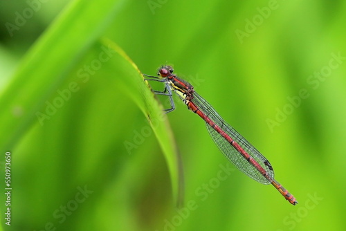 Wallpaper Mural Petite nymphe au corps de feu Torontodigital.ca
