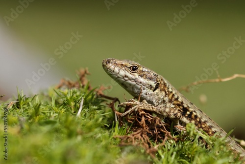 Lézard des murailles