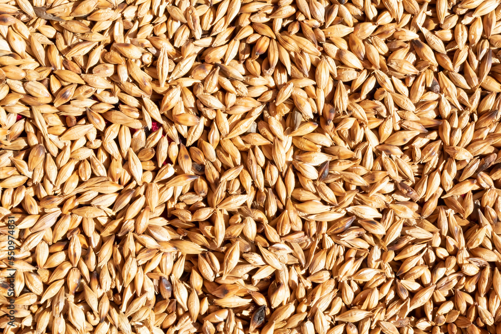 Background of wheat grains, fried or cooked wheat