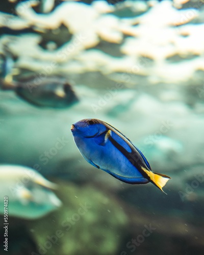Картината върху платно Vertical closeup of a Blue tang fish underwater blurred background