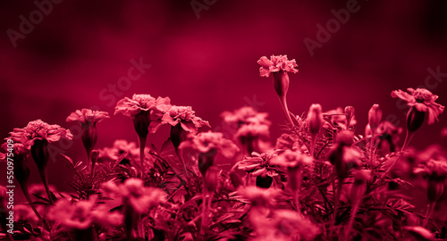 flowers in viva magenta colour  photo