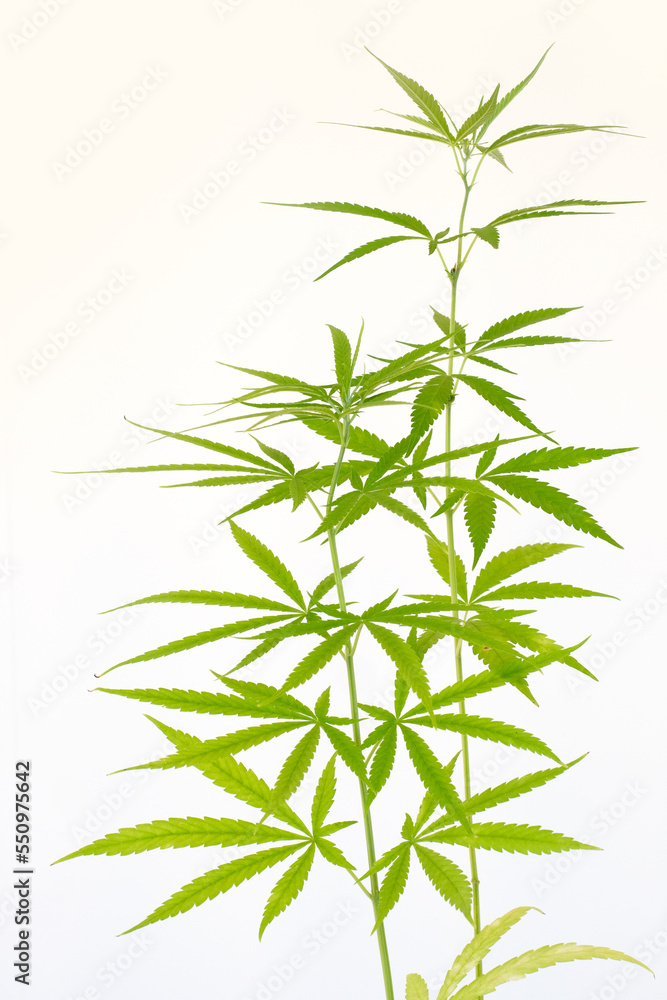 Naklejka premium Cannabis or Marijuana leaves plants on white background. 