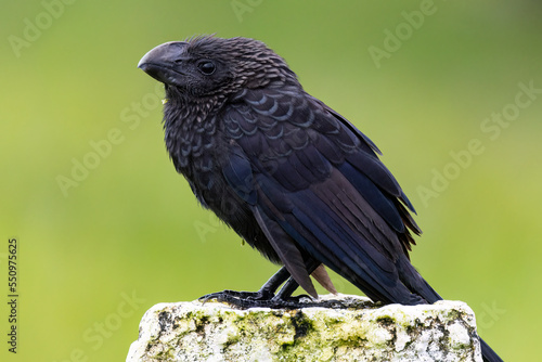 Smooth-billed Ani  Crotophaga ani  standing