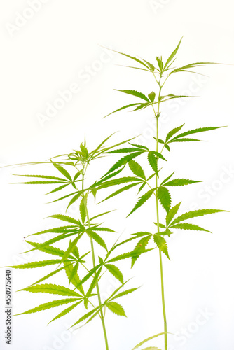Cannabis or Marijuana leaves plants on white background.  