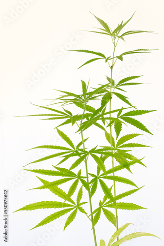 Cannabis or Marijuana leaves plants on white background. 