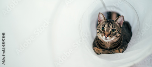 Bild auf Leinwand A beautiful tabby cat playing in a cat tunnel