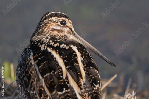 Photography Wilson's Snipe Close-Up Portrait from the Side