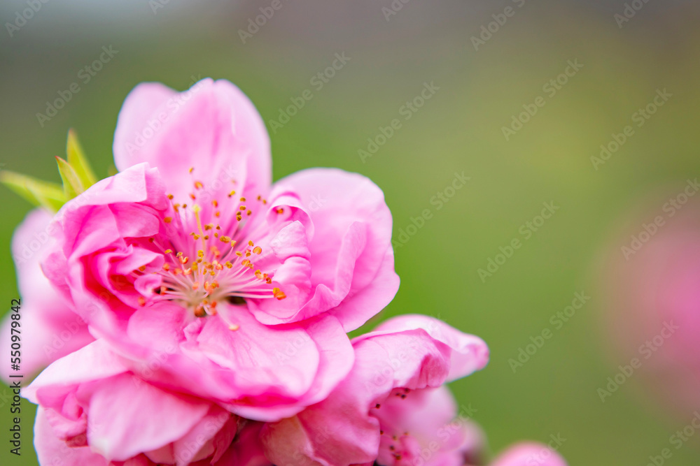 ピンクの桃の花
ピンクの桃の花