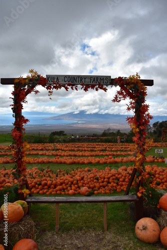 Pumpkin Patch on Maui
