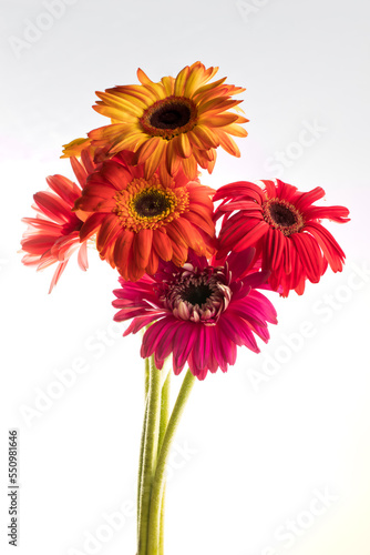 red gerber flowers isolated on white background