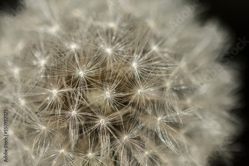 dandelion seed head