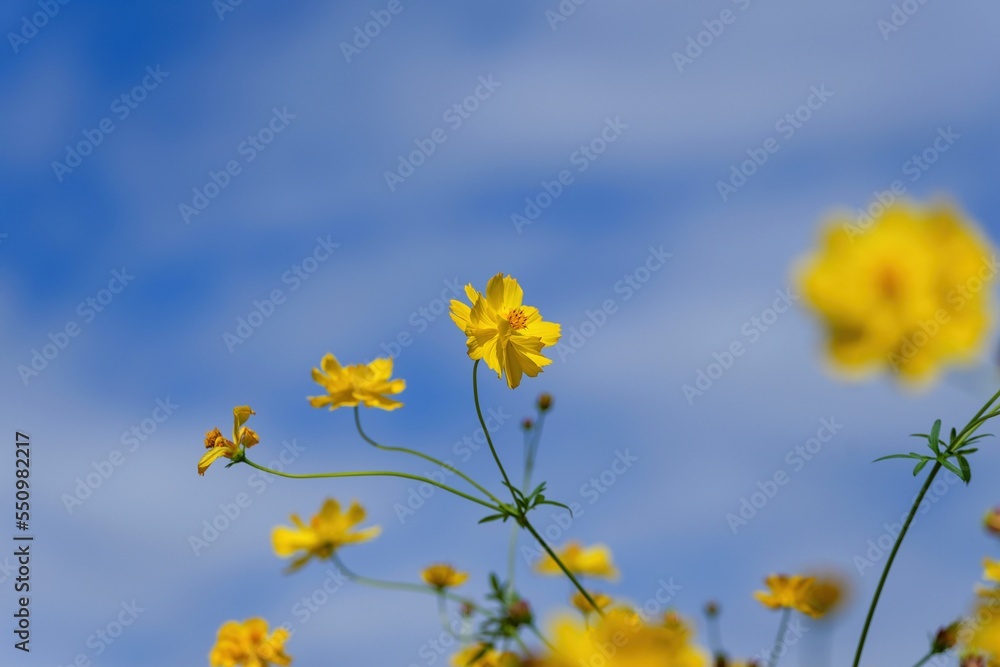 青空バックに見上げる満開の黄色いコスモス＠大阪