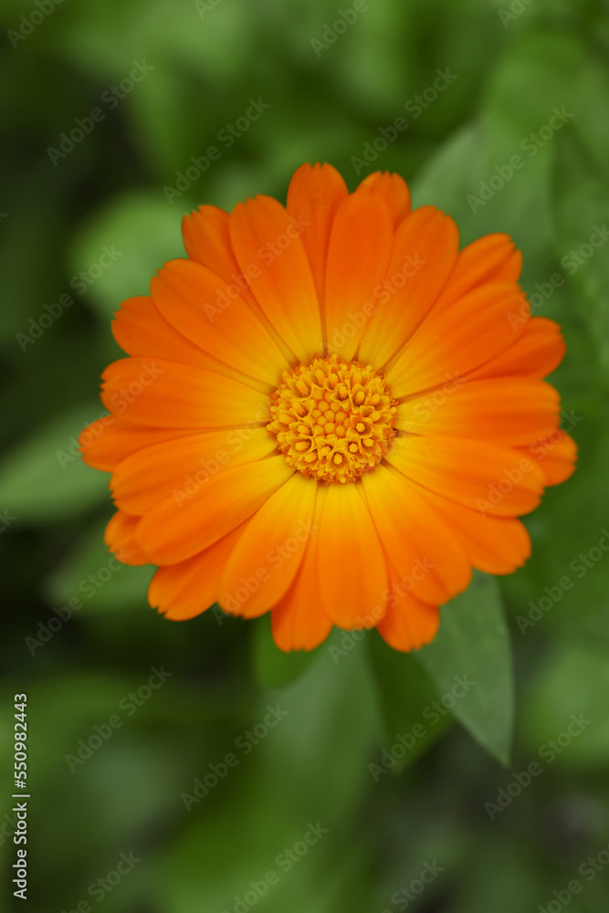 Beautiful blooming calendula flower growing outdoors, closeup Beautiful blooming calendula flower growing outdoors, closeup